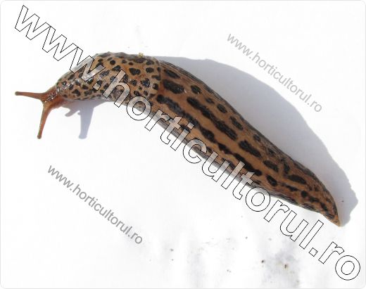 Limaxul mare (Limax maximus)