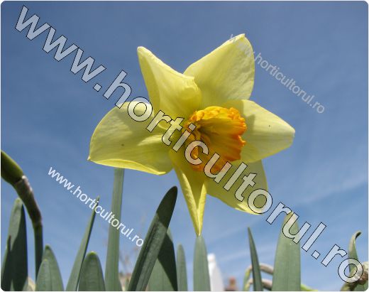 Narcise-Narcissus incomparabilis