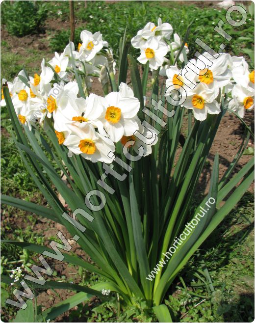 Narcise-Narcissus poeticus