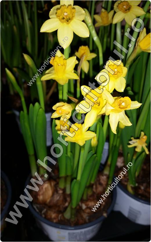 Narcisele (Narcissus Bridal Crown)