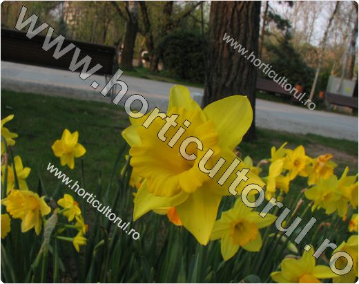 Narcisele-Narcissus pseudonarcissus