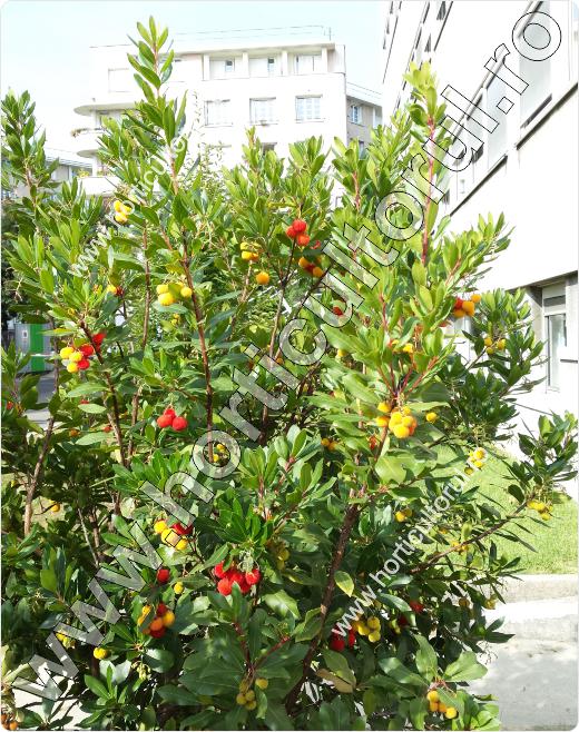 Arbust de fragute (Arbutus unedo)