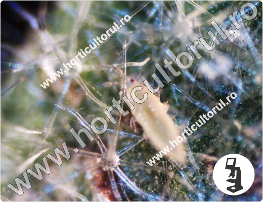 Tripsul californian-Frankliniella occidentalis_La vinete