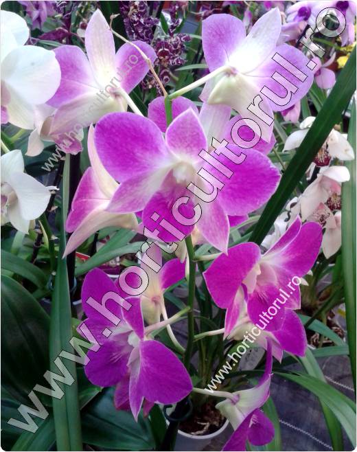 Dendrobium - orhidee