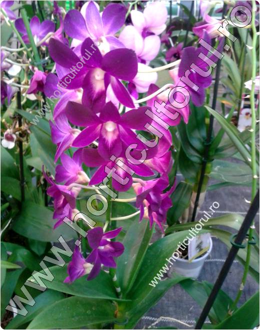 Dendrobium - orhidee
