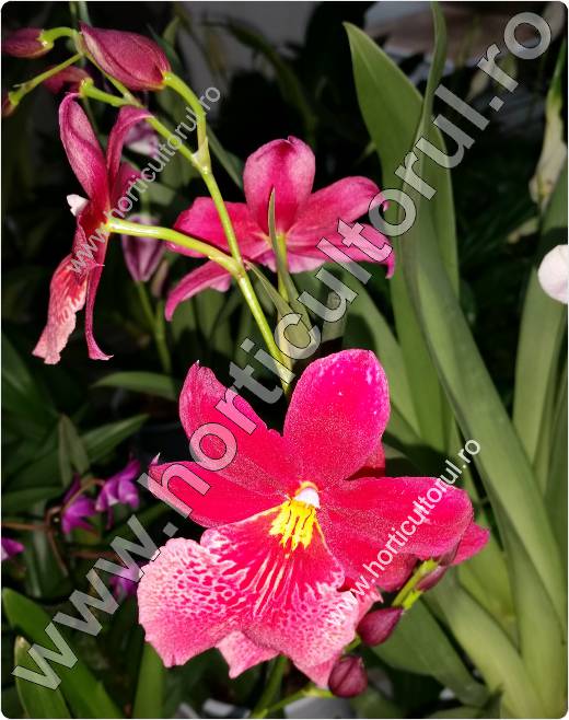 Orhidea Panseluta (Miltonia spp.)