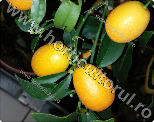 Kumquat-Citrus japonica