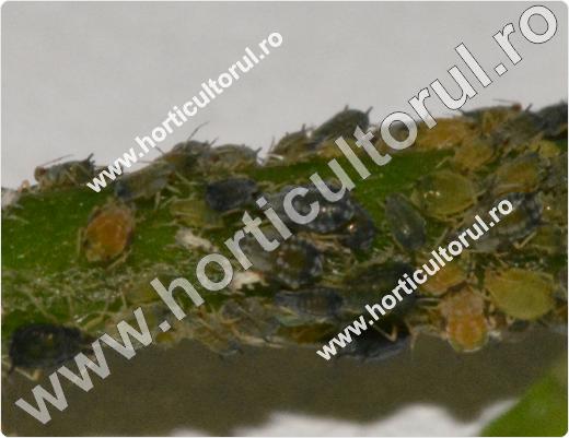 Paduchele verde al castravetilor (Aphis gossypii)