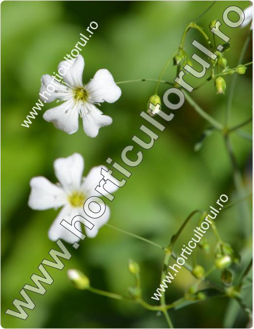 Floarea miresei (Gypsophilla spp.)