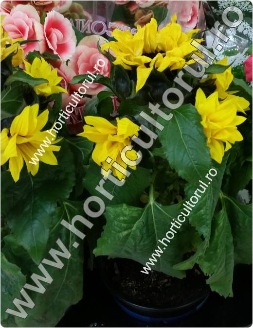 Floarea soarelui ornamentala-Helianthus annuus- Sunsation