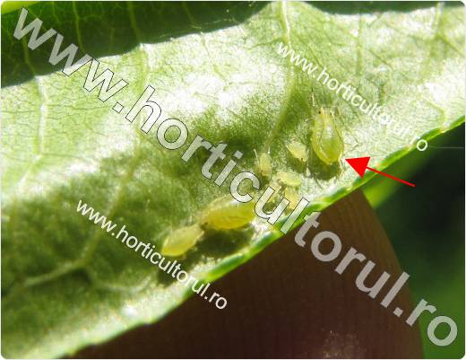 Paduchele verde al piersicului (Myzus persicae)