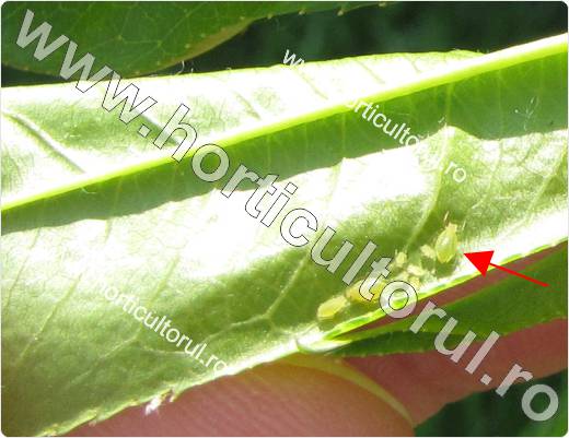 Paduchele verde al piersicului (Myzus persicae)