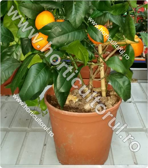 Mini portocal (Citrus otaitensis)