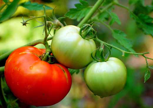 tomate rosii