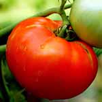 tomate rosii_520