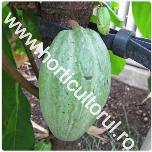 Arborele de cacao-Theobroma cacao