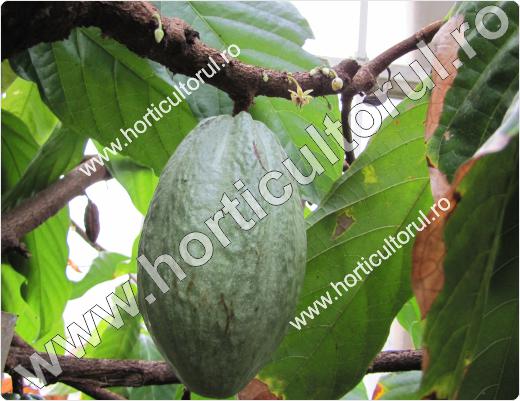 Arborele de cacao-Theobroma cacao_2
