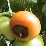 Carenta Calciu tomate_150