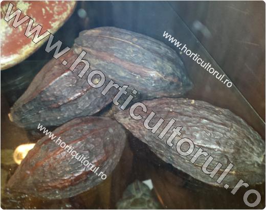 Fructe coapte de cacao