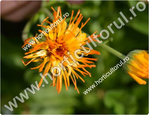 Galbenele-Calendula officinalis-flori_2