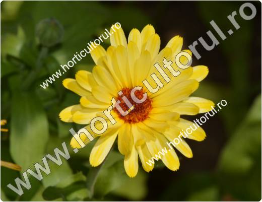 Galbenele-Calendula officinalis-flori_2