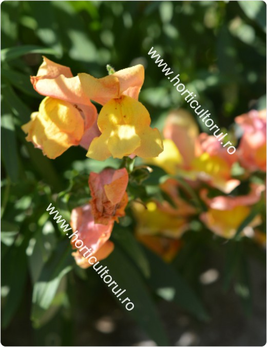 Floarea Gura leului (Antirrhinum majus)