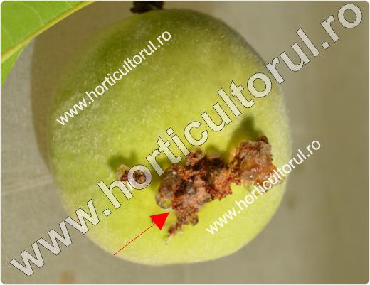 Molia orientala a fructelor-Cydia molesta_Grapholita molesta