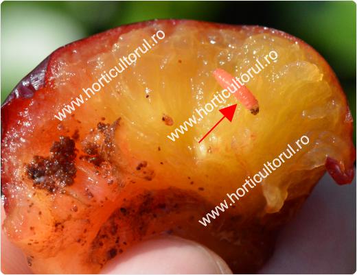 Molia orientala a fructelor de prun
