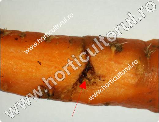 Musca morcovului-Psila rosae_2