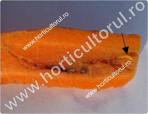 Musca morcovului-Psila rosae_larva_3