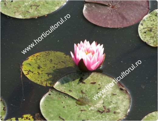 Nufarul-Lotusul (Nymphaea spp.): ingrijire, intretinere