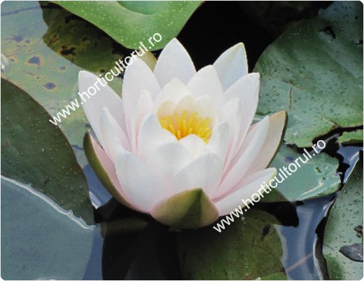 Nufarul-Lotusul (Nymphaea spp.): ingrijire, intretinere