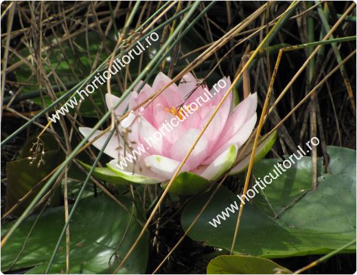 Nufarul-Lotusul (Nymphaea spp.): ingrijire, intretinere