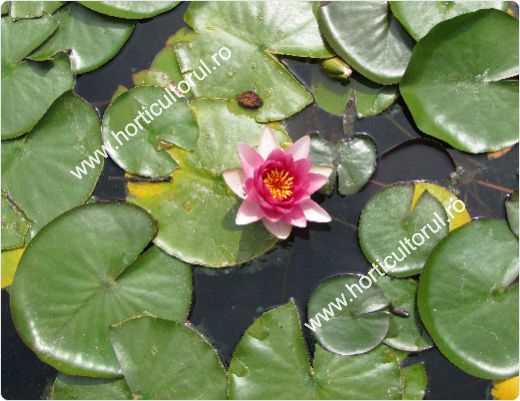 Nufarul-Lotusul (Nymphaea spp.): ingrijire, intretinere