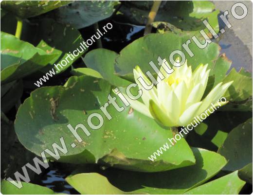 Nufarul-Lotusul (Nymphaea spp.): ingrijire, intretinere