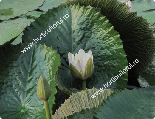 Nufarul Romania-Nymphaea lotus var. thermalis