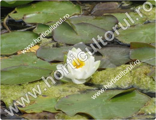 Nufarul-Lotusul (Nymphaea spp.): ingrijire, intretinere