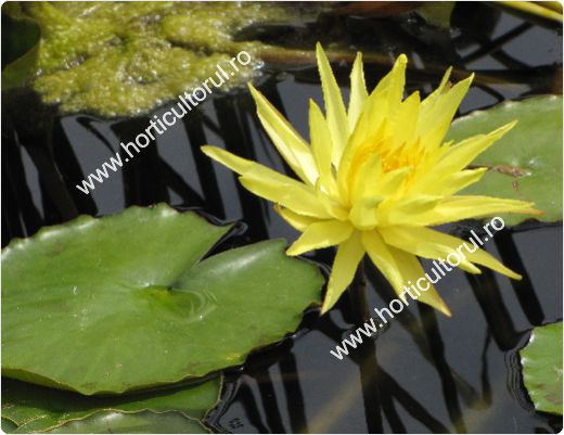 Nufarul-Lotusul (Nymphaea spp.): ingrijire, intretinere