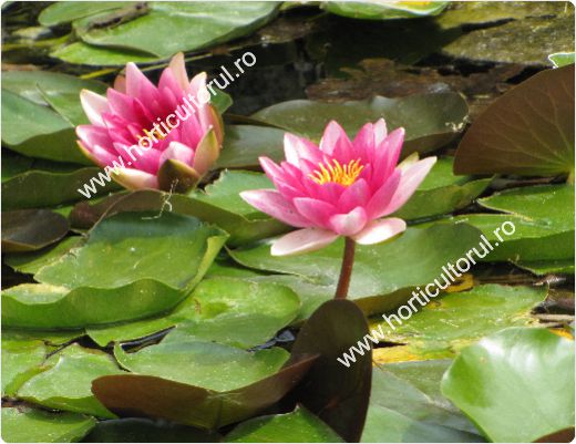 Nufarul-Lotusul (Nymphaea spp.): ingrijire, intretinere