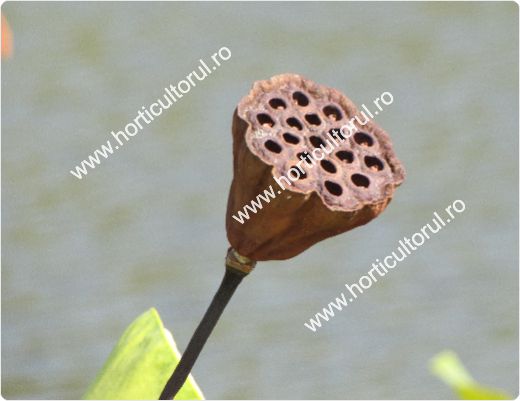 Nufarul-Lotusul (Nymphaea spp.): ingrijire, intretinere