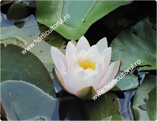 Nufarul Romania-Nymphaea lotus var. thermalis
