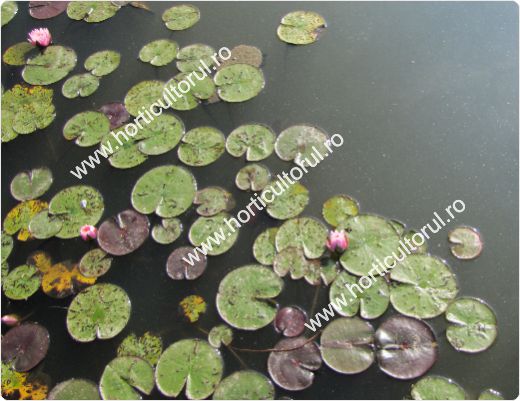 Nufarul-Lotusul (Nymphaea spp.): ingrijire, intretinere