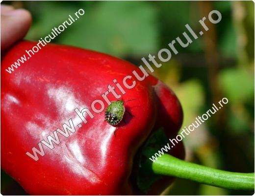 Plosnita verde a tomatelor - rosiilor (Nezara viridula)