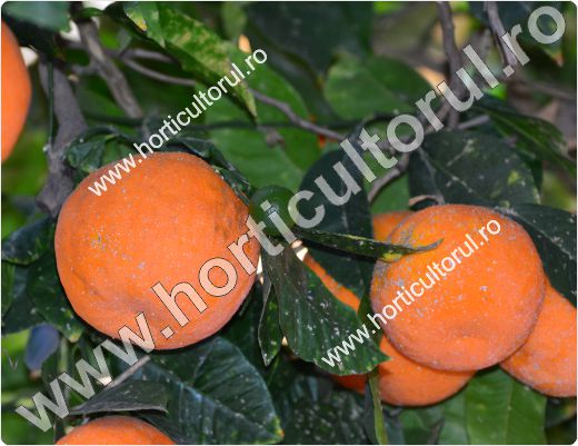 Fig. 6 Portocalul dulce  (Citrus sinensis)