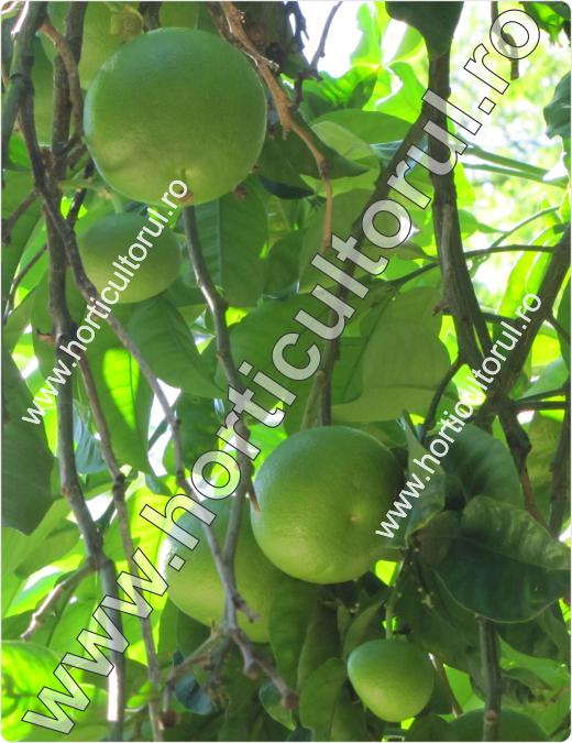 Portocalul dulce-Citrus sinensis
