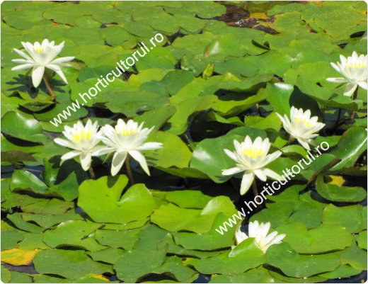 Nufarul-Lotusul (Nymphaea spp.): ingrijire, intretinere