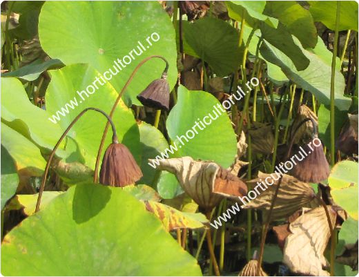 Nufarul-Lotusul (Nymphaea spp.): ingrijire, intretinere