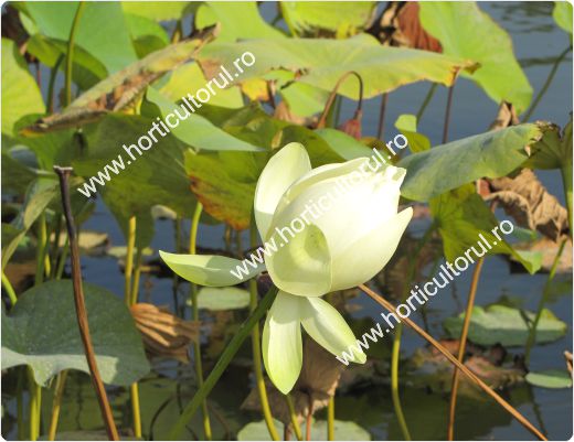Nufarul-Lotusul (Nymphaea spp.): ingrijire, intretinere