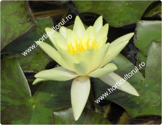 Nufarul-Lotusul (Nymphaea spp.): ingrijire, intretinere