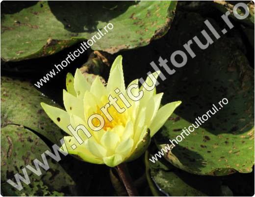 Nufarul-Lotusul (Nymphaea spp.): ingrijire, intretinere